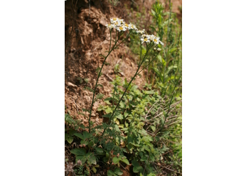 Straußmargerite (Tanacetum corymbosum) - © Emanuel Trummer